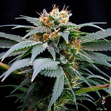 Dutch Passion Ortega Indica Feminized