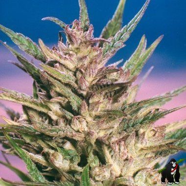 Dutch Passion Passion #1 Feminized