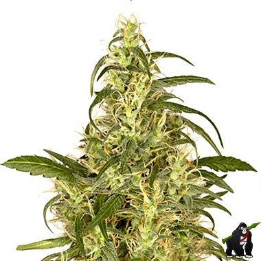 Dutch Passion Skunk #II Feminized