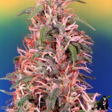 Dutch Passion Skunk Passion Feminized