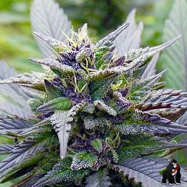 Dutch Passion Skywalker Feminized