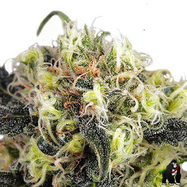 Dutch Passion Snow Bud Feminized