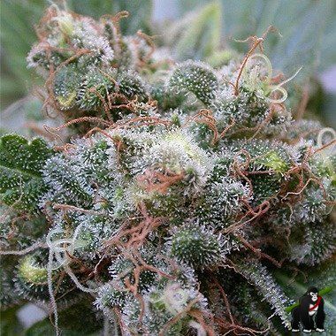 Dutch Passion White Widow Feminized