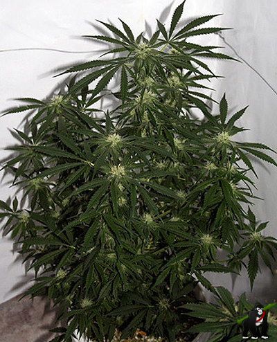 Early Skunk Haze Regular Seeds (Early Pearl Skunk x Haze)