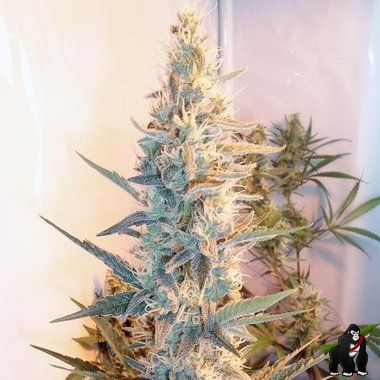 Female Seeds Outdoor Grapefruit Feminized