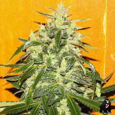Female Seeds Tropical Ice Feminized