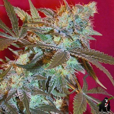 Female Seeds White Widow Feminized