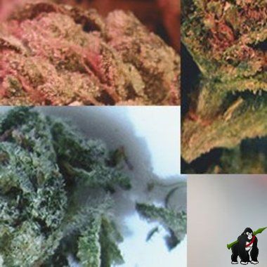Indoor Mix