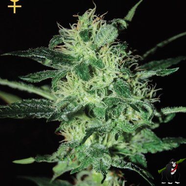 GreenHouse Seeds Super Critical Feminized