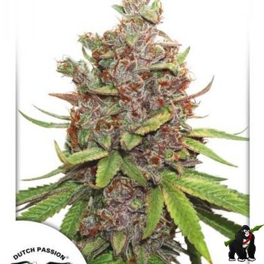Glueberry OG Auto