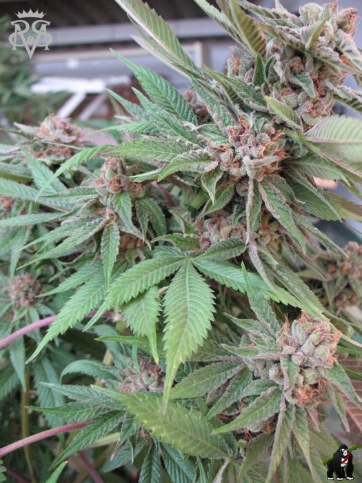 Green Crack Feminised Seeds