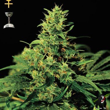 GreenHouse Seeds Big Bang Feminized