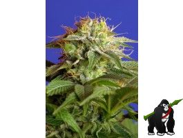 Green Poison FAST Version Feminised Seeds