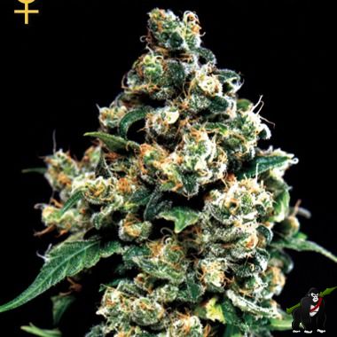 GreenHouse Seeds Jack Herer Feminized