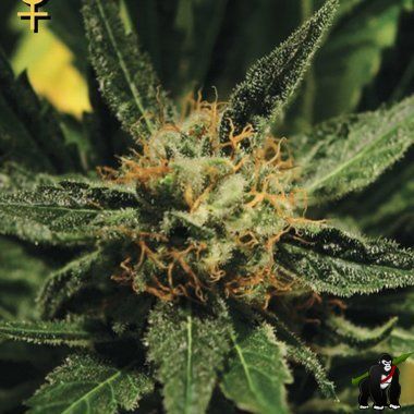 GreenHouse Seeds Diamond Girl Feminized