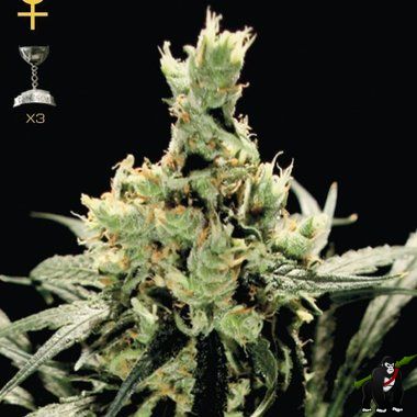 GreenHouse Seeds Super Lemon Haze Feminized