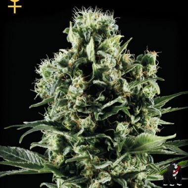 Greenhouse Seeds Himalayan Gold Feminized