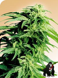 Hindu Kush Regular Seeds