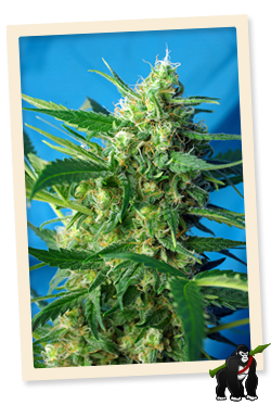 Ice Cool Auto Feminised Seeds