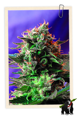 Jack 47 FAST Version Feminised Seeds