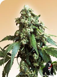 Jack Flash Regular Seeds