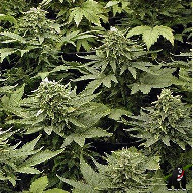 Joint Doctor Lowryder Mix Feminized