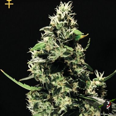 Greenhouse Seeds K train feminized