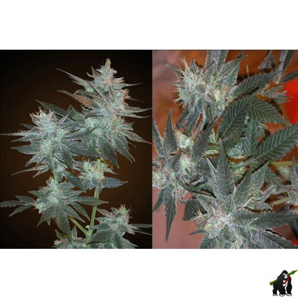 L.A. Ultra Feminised Seeds