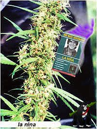 La Nina Regular Seeds