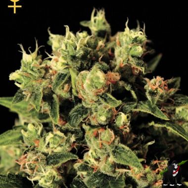 GreenHouse Seeds Ladyburn 1974 Feminized