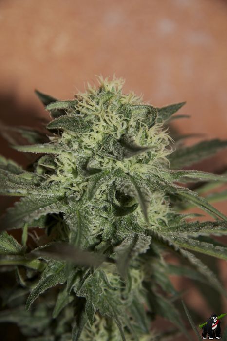 Lemon Auto Feminised Seeds