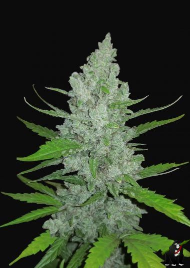 Sour Diesel Auto