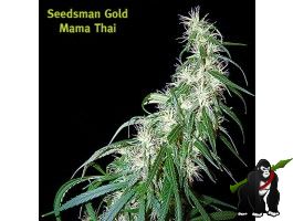 Mama Thai Regular Seeds