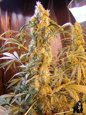 Mango Widow Regular Seeds