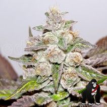 Mendocino Purple Kush Feminised Seeds