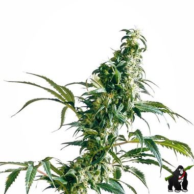 Mexican Sativa Feminized