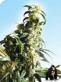 Mexican Sativa Regular Seeds