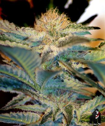 Mohan Ram Feminised Seeds