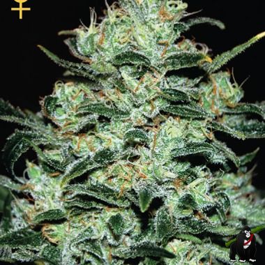 GreenHouse Seeds Moby Dick Feminized
