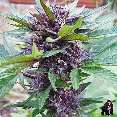 Narco Purps Auto