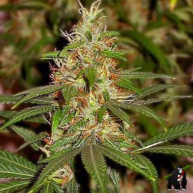 Nirvana Master Kush