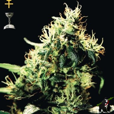 GreenHouse Seeds NL5 Haze Mist Feminized