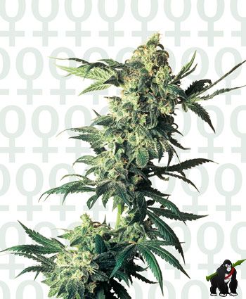 Northern Lights Feminised Seeds