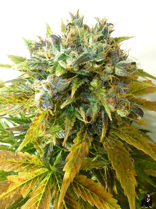 ONYX Auto Feminised Seeds