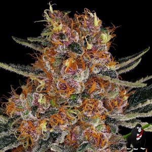 Purple Punch Auto