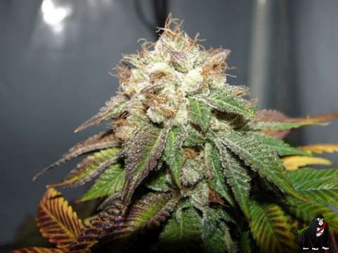 Pre 98 Bubba BX2 Feminised Seeds