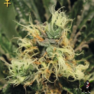 Greenhouse Pure Kush feminized