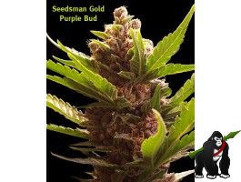 Purple Bud Regular Seeds