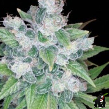 Kandy Kush (feminized)