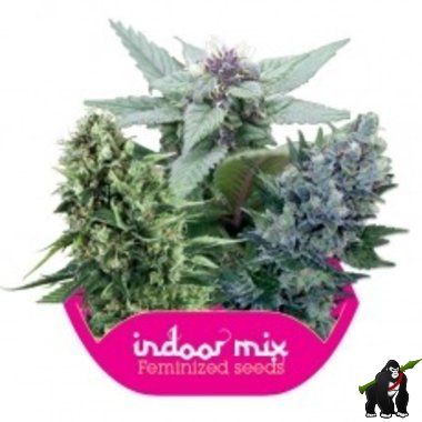 Indoor Mix